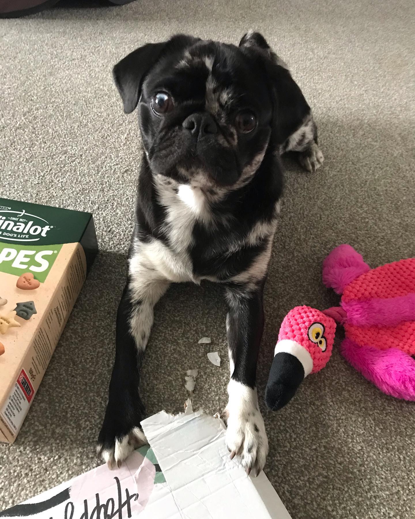 Miss Molly Pug puppy